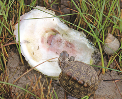 Terrapin climbing on an oyster shell