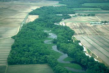 ariel photo of tributary with wood buffer to agricultural land